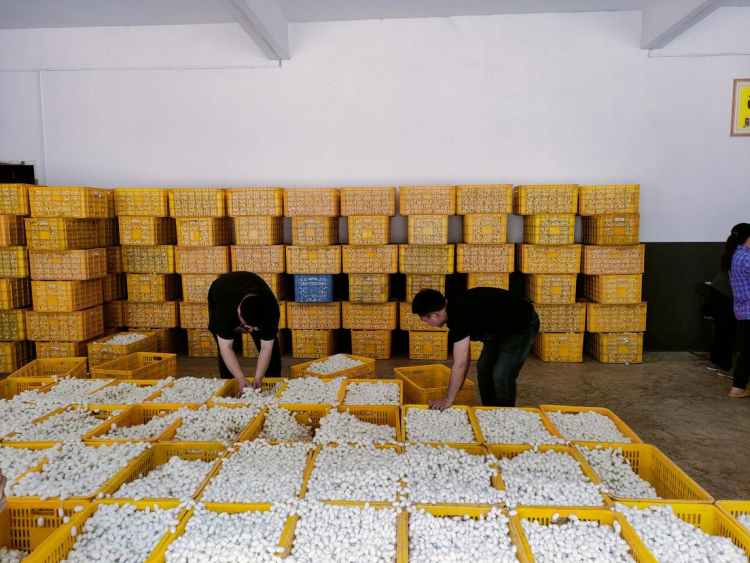 生】从赋能到共生：央企解锁乡村振兴新密码pg电子免费模拟器【答卷十四五·央企惠民(图4)